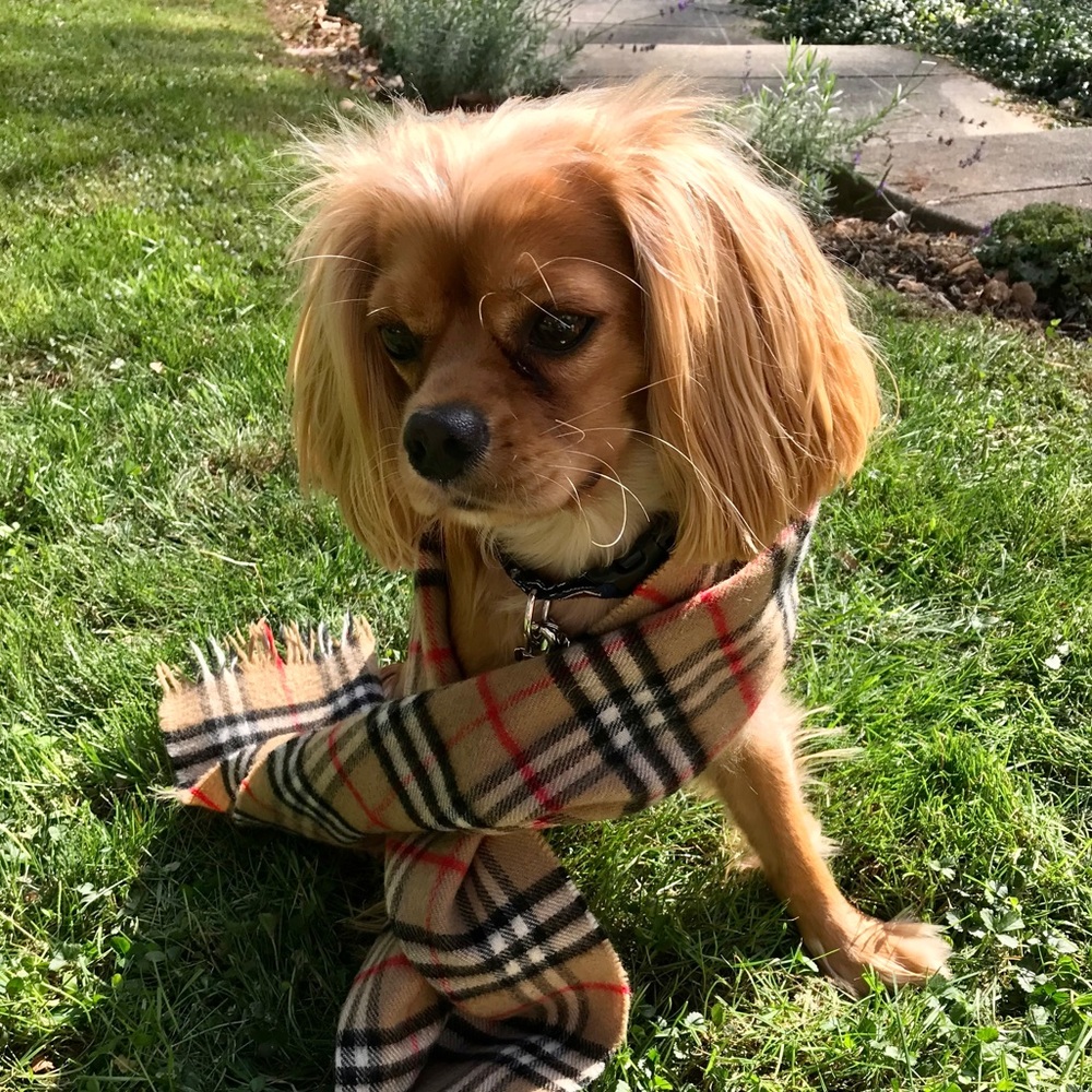 Meet your Posher, Sara